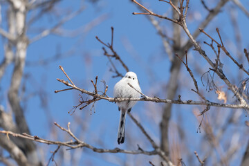 シマエナガ　long tailed tit