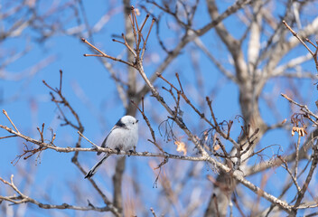 シマエナガ　long tailed tit