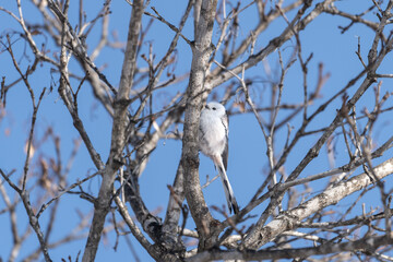 シマエナガ　long tailed tit