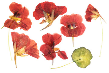Pressed and dried delicate orange flowers nasturtium (tropaeolum). Isolated on white background. For use in scrapbooking, floristry or herbarium.