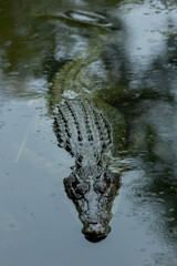 A larger crocodile submerged in water with the head and the scales of its back visible , hunting