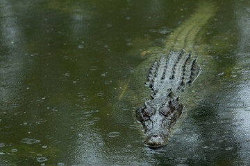 a large crocodile floating in water with the head and the back scales visable in dark water