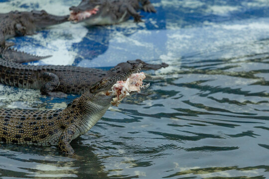 A young crocodile standing in water eating fresh meat