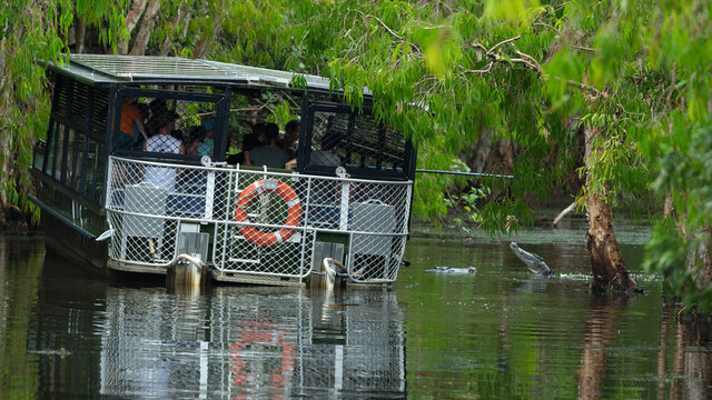 a tourist boat feeding larger crocodiles as they jumping out of the water to catch food