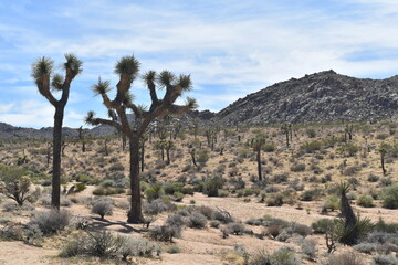 Joshua tree in the desert with rolling hills behind it