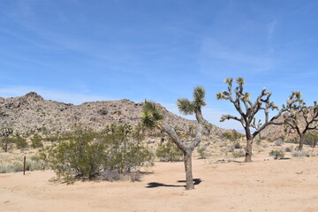 Desert landscape with Joshua trees
