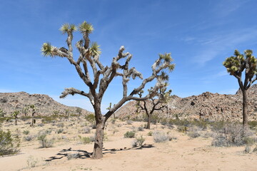 Joshua tree in the desert