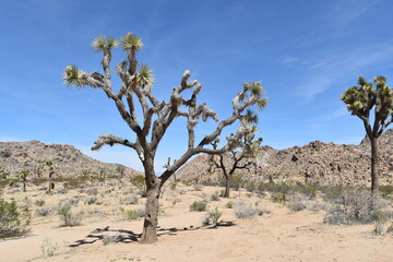 Fototapeta na wymiar Joshua tree in the desert