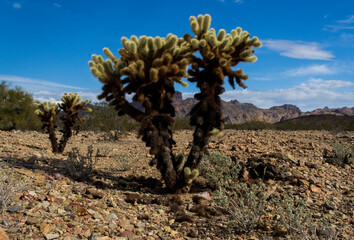 Yucca in the Arizona Desert
