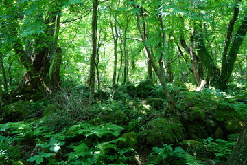 Fototapeta premium a lively spring forest with fern and mossy rocks