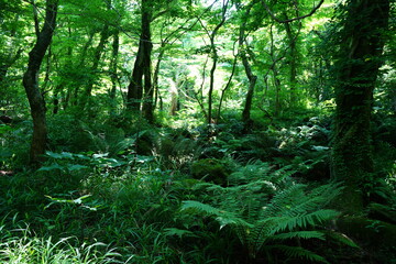 a lively spring forest with fern and mossy rocks