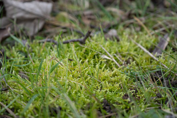 Herbe et mousse