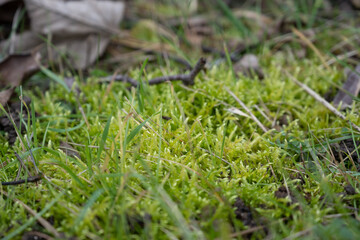 Herbe et mousse dans la nature
