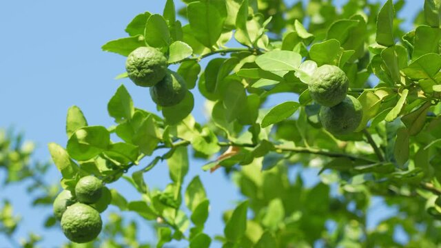 Bergamot and kaffir lime flowers on the bergamot tree, Bergamot medicinal plants with many benefits.