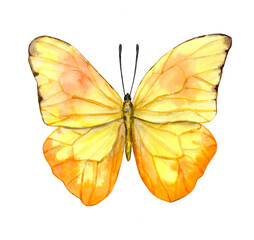 Yellow butterfly close-up with symmetrically opened wings. Top view. Realistic watercolor illustration, hand-drawn, isolated on white background.