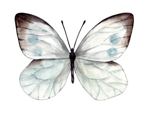 The cabbage moth or cabbage white butterfly is realistically drawn by hand in watercolor using gray, blue, and brown colors. The butterfly's wings are open, symmetrically arranged, top view. 