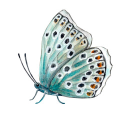 Butterfly dovecote close-up with closed wings, view from the side. Realistic illustration in watercolor, hand-drawn, isolated on white background.