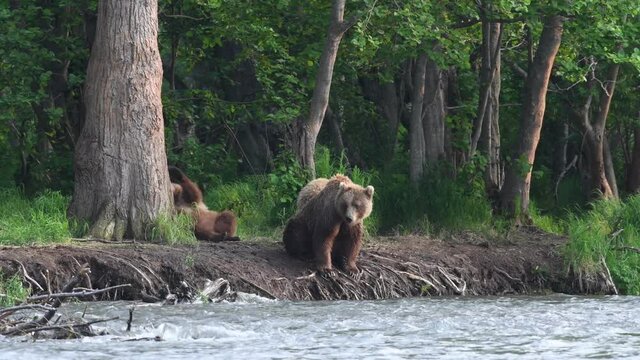 A bear with cubs on the river bank. The bear catches fish for the cubs. Kamchatka brown bear fishing for salmon at the river.  Natural habitat. Kamchatka brown bear, Ursus Arctos. Kamchatka, Russia.