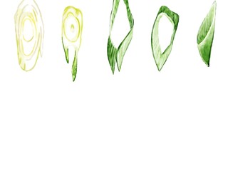 手描き水彩の斜め切りネギイラスト長方形フレーム・上