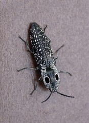Closeup of the black and white Eyed Click Beetle