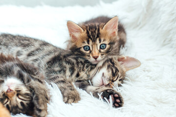 Three cute bengal kittens laying on a furry white blanket.