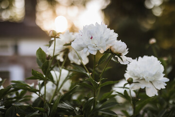 White Peonies in the Sunset
