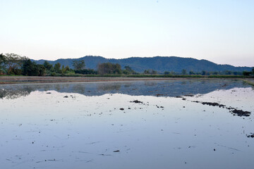 Background and texture from a field with water and plow marks preparing for rice planting.