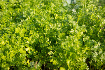 Fresh green coriander in the field and natural sunlight