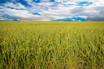 green rice fields are blooming
