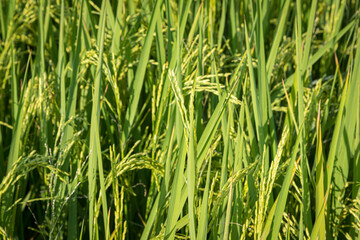 green rice fields are blooming