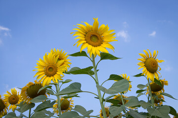 Sunflowers field landscape close-up on a background of blue sky