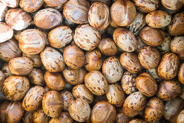 Brown rubber tree seeds texture