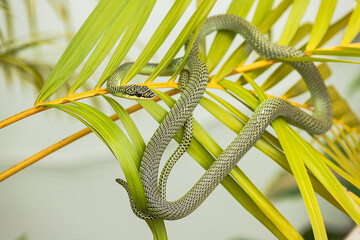 Golden Tree Snake Or Chrysopelea ornata is subtly camouflaged