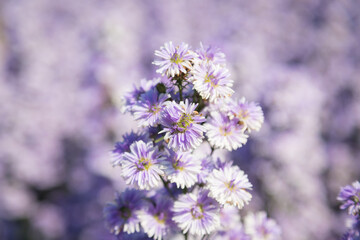 Purple margaret flowers (Michaelmas Daisy) are blooming beautifully