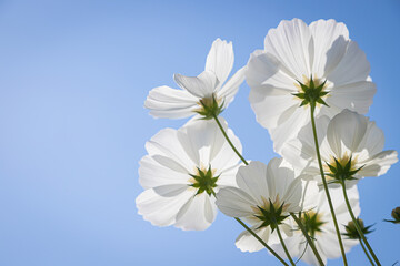 Beautiful wild flowers camomiles flowers in the field