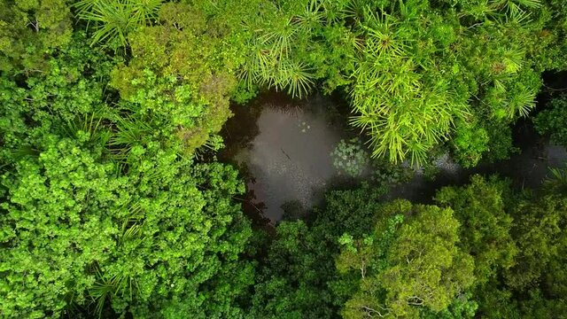 Aerial shot moving down to rainforst and lake