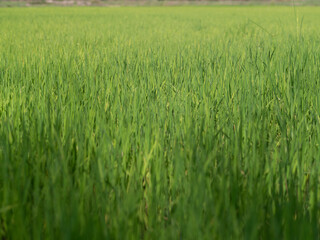 Single yellow white grass flower