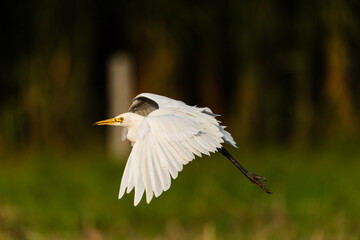 This is an image of indian cattle egret bird in flight