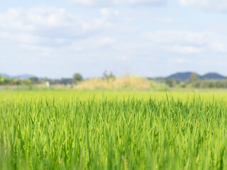 Fototapeta premium Single yellow white grass flower