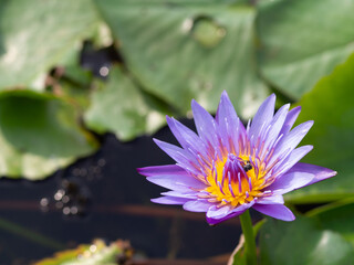 Lotus and lotus leaves in the water basin
