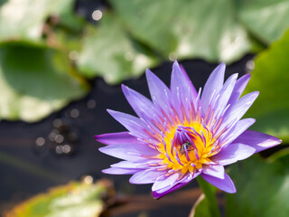 Lotus and lotus leaves in the water basin