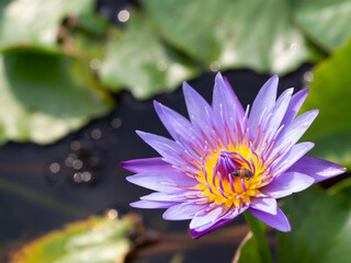 Lotus and lotus leaves in the water basin