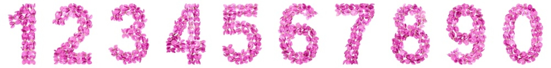 Set of arabic numbers, natural pink flowers of violet, isolated on white background