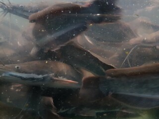 Fototapeta premium underwater of catfish on the river