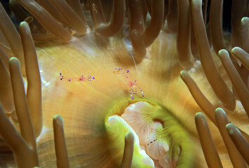 A pair of Cleaner Shrimps on anemone Cebu Philippines