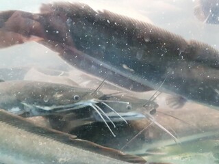 Fototapeta premium underwater of catfish on the river