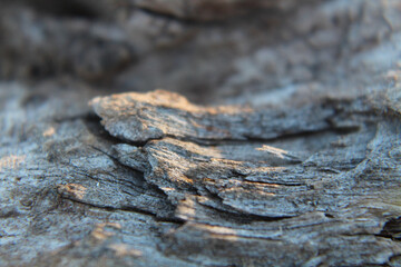 bark of a tree