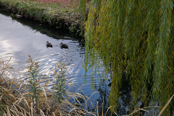 池で戯れるカモ　Duck	
