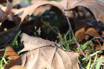 leaves on ground