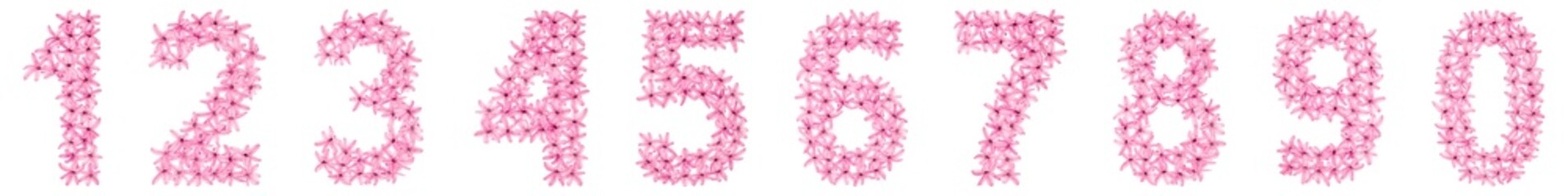 Set of arabic numbers, from natural pink flowers of hyacinth, isolated on white background